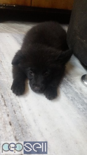 German Spitz Onyx Black Home Breed Vaccinated Puppy at Howrah, Kolkata 0 