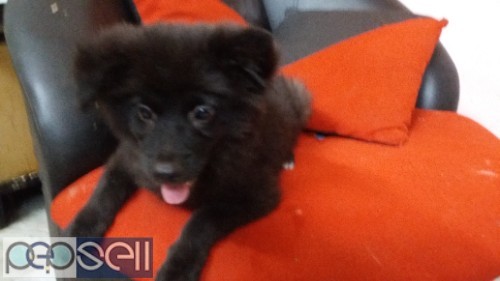 German Spitz Onyx Black Home Breed Vaccinated Puppy at Howrah, Kolkata 1 