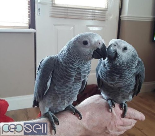 A Pair of Talking African Grey Parrots 0 