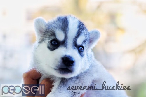 BLUE EYES HUSKY PUPPIES AVAILABLE 0 