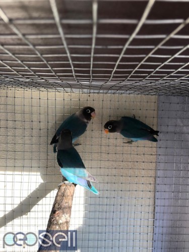 African love birds  for sale   0 