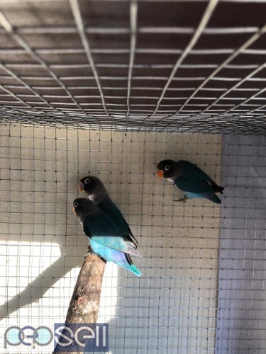 African love birds  for sale   1 
