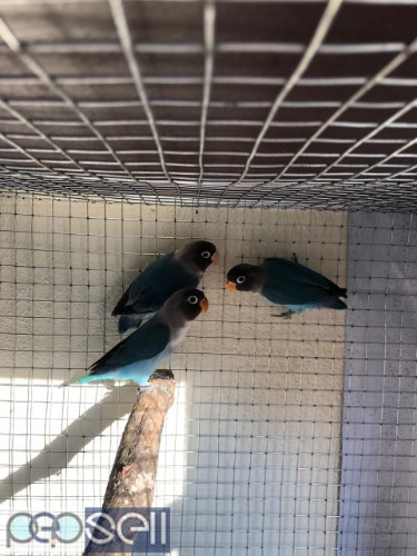 African love birds  for sale   2 