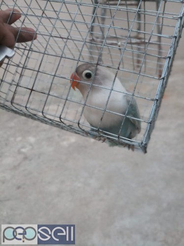 African love birds  for sale   3 