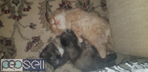 Persian kittens Pune 3 
