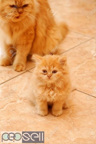 Persian kittens Pune 1 