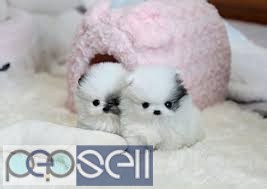  Teacup Pomeranian Puppies. 0 