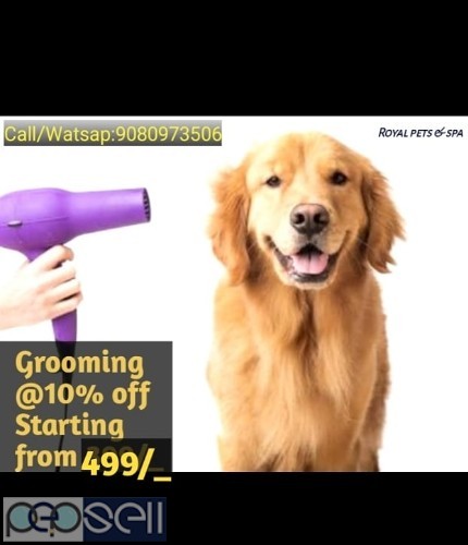 Dog grooming 0 
