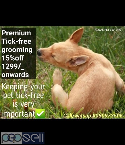 Dog grooming 2 