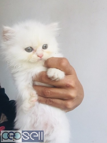 Persian cat for sale (female) 0 
