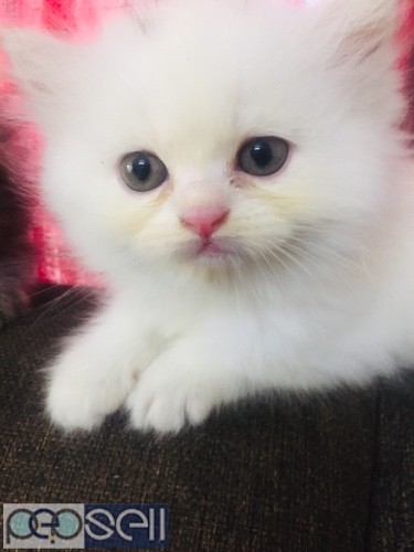 Persian cat for sale (female) 2 