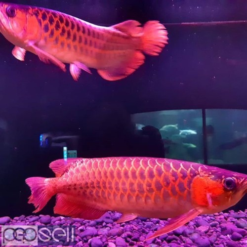 Super Red Arowana,Albino Stingray fish for sale 0 