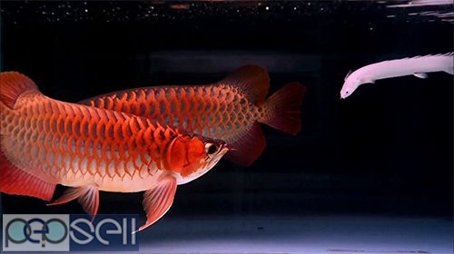 Super Red Arowana,Albino Stingray fish for sale 1 