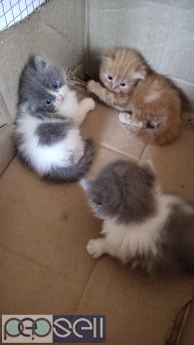 PERSIAN CAT KITTENS FOR SALE 3 