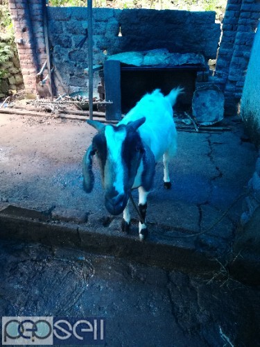 3 Goats for sale near Ezhumattoor 4 