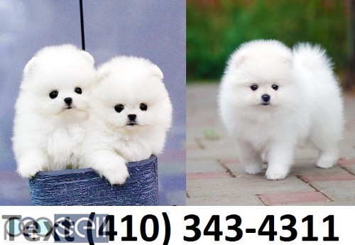 Beautiful mini t-cup pomeranian puppies for sale. 0 