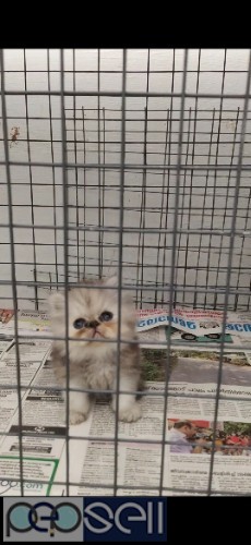 45 Days Kitten For Sale , Free Home delivery in Ernakulam District 0 