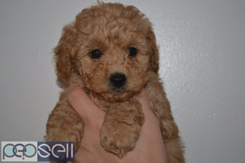  Handsome Toy Poodle Male and female 0 