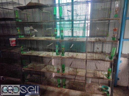 Used bird cages 0 