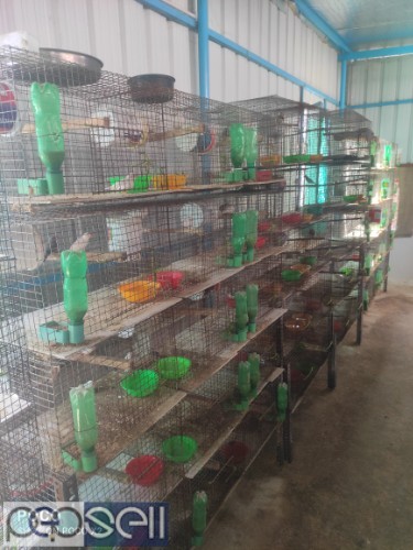 Used bird cages 1 