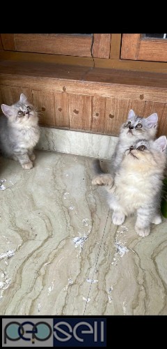 Persian kittens for Sale  0 