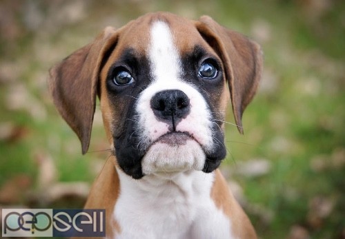  Boxer Puppies for sale 0 