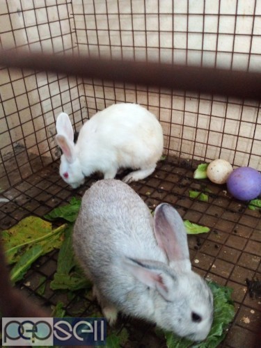 White and grey pair rabbits for sale 0 