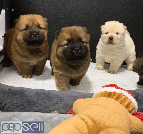 Chow Chow Puppies 0 