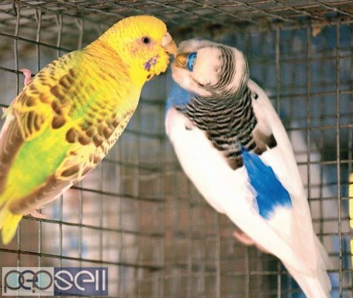 Love Birds for sale 2 