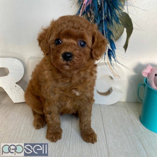 TOY POODLE PUPPY 2 BOY 3 GIRL AVAILABLE  0 