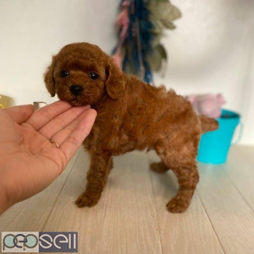 TOY POODLE PUPPY 2 BOY 3 GIRL AVAILABLE  1 