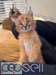 Caracal kitten,Africa Serval kitten,Ocelot kitten For Sale  2 