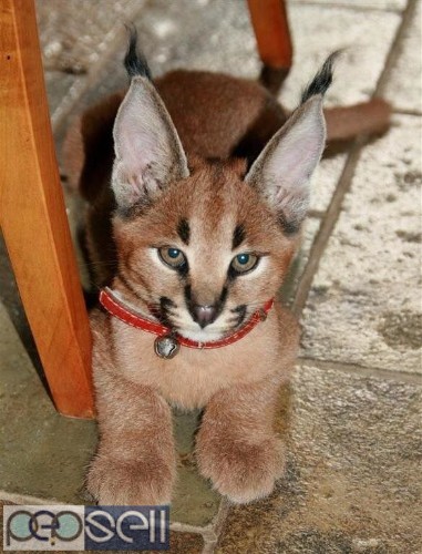 Serval kitten,Ocelot kitten,Caracal kitten For Sale  1 