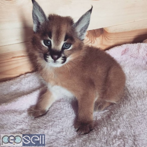 Serval kitten,Ocelot kitten,Caracal kitten For Sale 0 