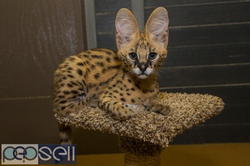 Serval kitten,Ocelot kitten,Caracal kitten For Sale 1 