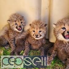 Serval Kittens For Sale 0 