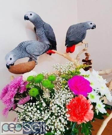 Tamed & Hand-Raised Parrots for sale 0 