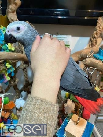 Tamed & Hand-Raised Parrots for sale 1 