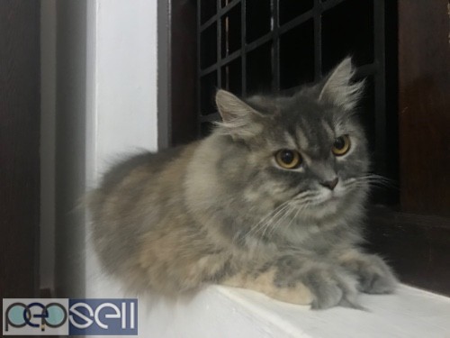 Persian Cat 8.5 months  0 