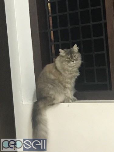 Persian Cat 8.5 months  1 