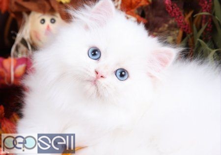 Persian Cat Female - White - 5 Month 0 