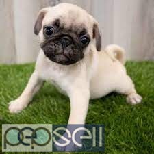 Gorgeous pair of kc reg pugs for new home 0 