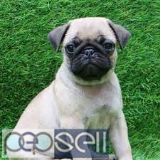 Gorgeous pair of kc reg pugs for new home 1 