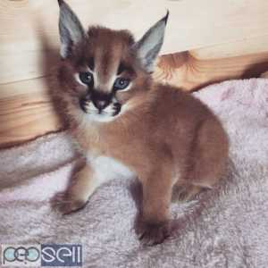 Serval kitten,Ocelot kitten,Caracal kitten For Sale