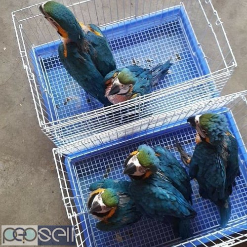 BLUE AND GOLD MACAW PARROTS FOR SALE 0 