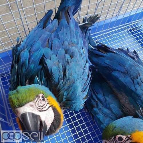 BLUE AND GOLD MACAW PARROTS FOR SALE 1 