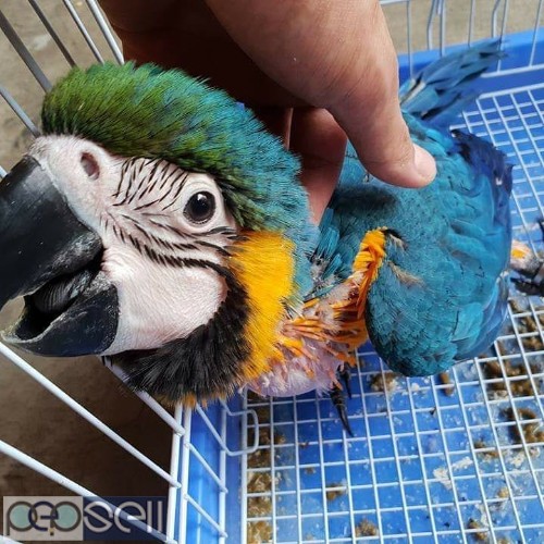 BLUE AND GOLD MACAW PARROTS FOR SALE 2 