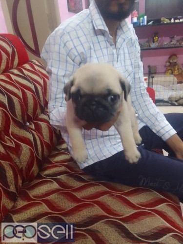 PUG DOGS 7 male available & 2 female 1 