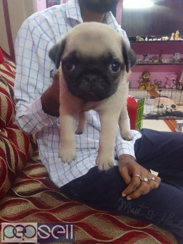 PUG DOGS 7 male available & 2 female 2 