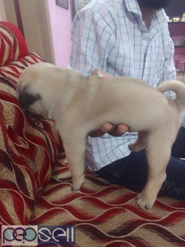 PUG DOGS 7 male available & 2 female 3 